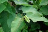 Reynoutria sachalinensis. Побег. Московская обл., Раменский р-н, окр. дер. Хрипань, дачный участок. 07.08.2006.