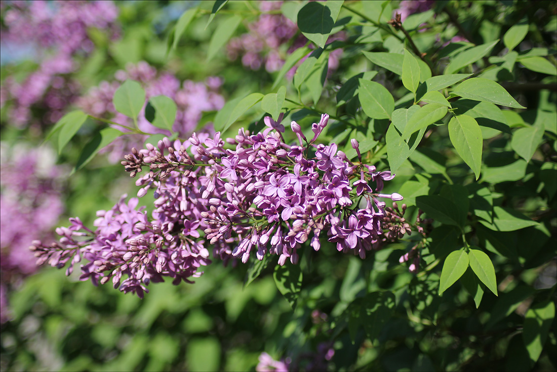 Изображение особи Syringa persica.