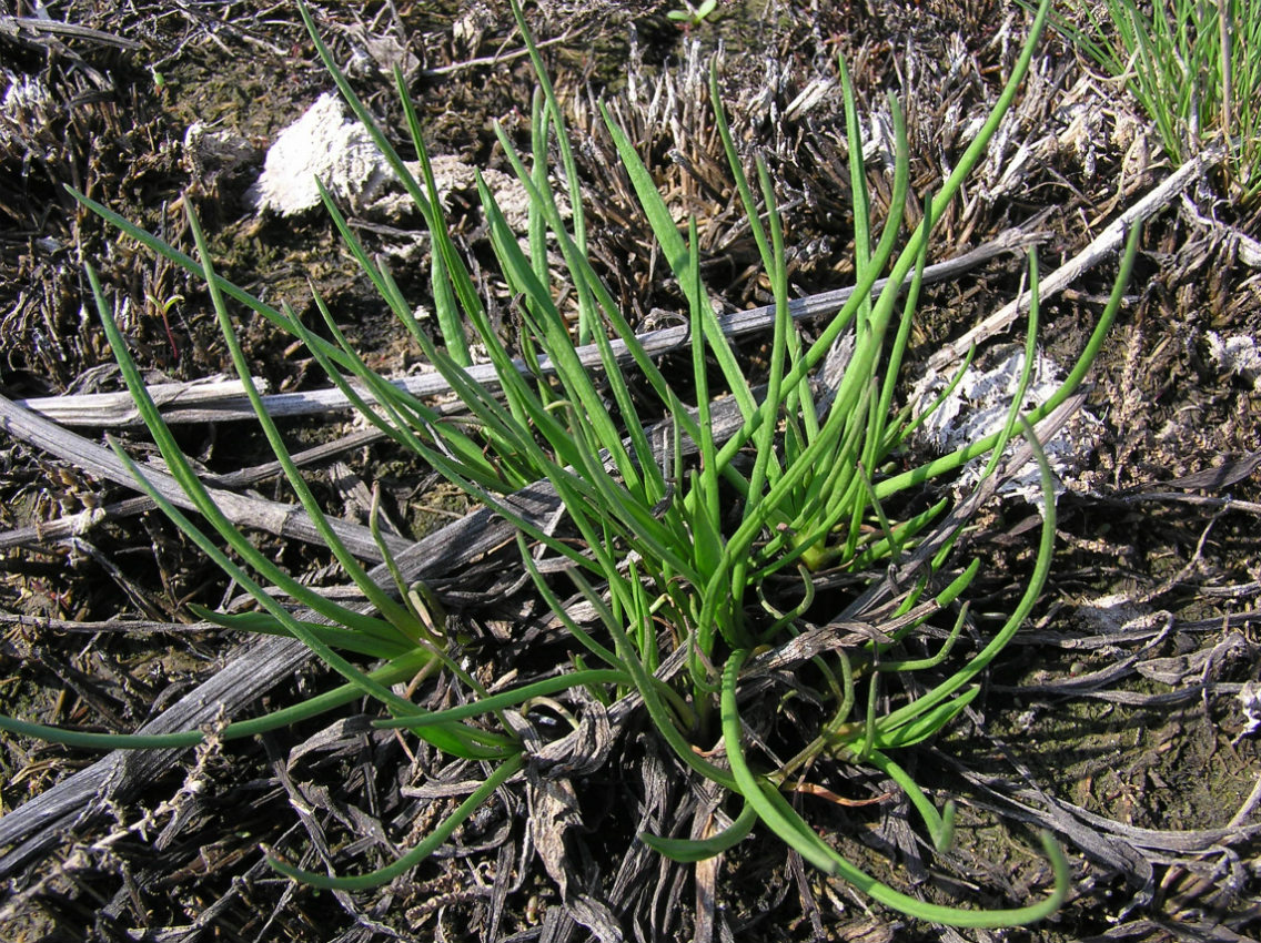 Image of Scorzonera parviflora specimen.