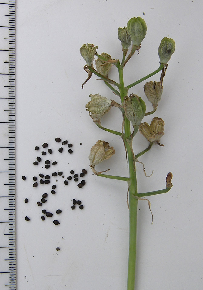 Image of Ornithogalum navaschinii specimen.