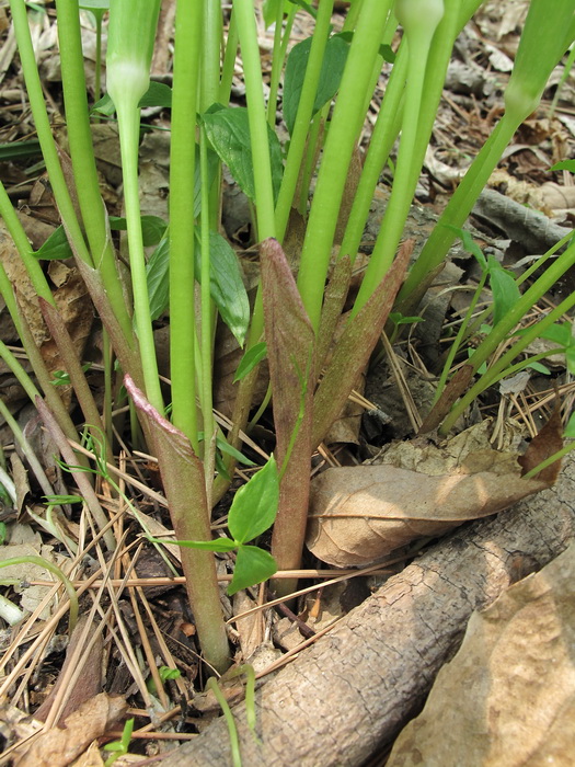 Изображение особи Arisaema amurense.