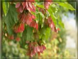 Acer tataricum