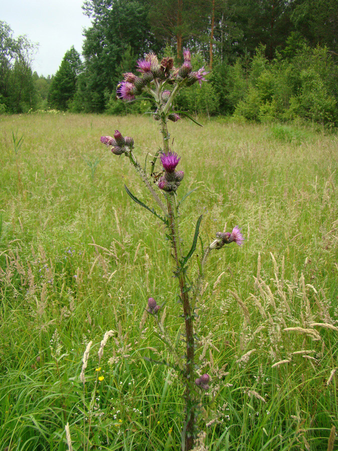 Изображение особи Cirsium palustre.