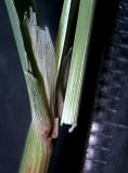 Calamagrostis barbata