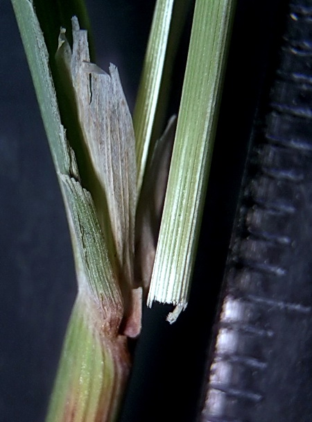Изображение особи Calamagrostis barbata.
