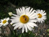 Leucanthemum vulgare. Соцветие с питающимися бабочками. Красноярский край, Ермаковский р-н, парк \"Ергаки\", близ кордона Тушканчик, насыпной галечник. 25.08.2010.