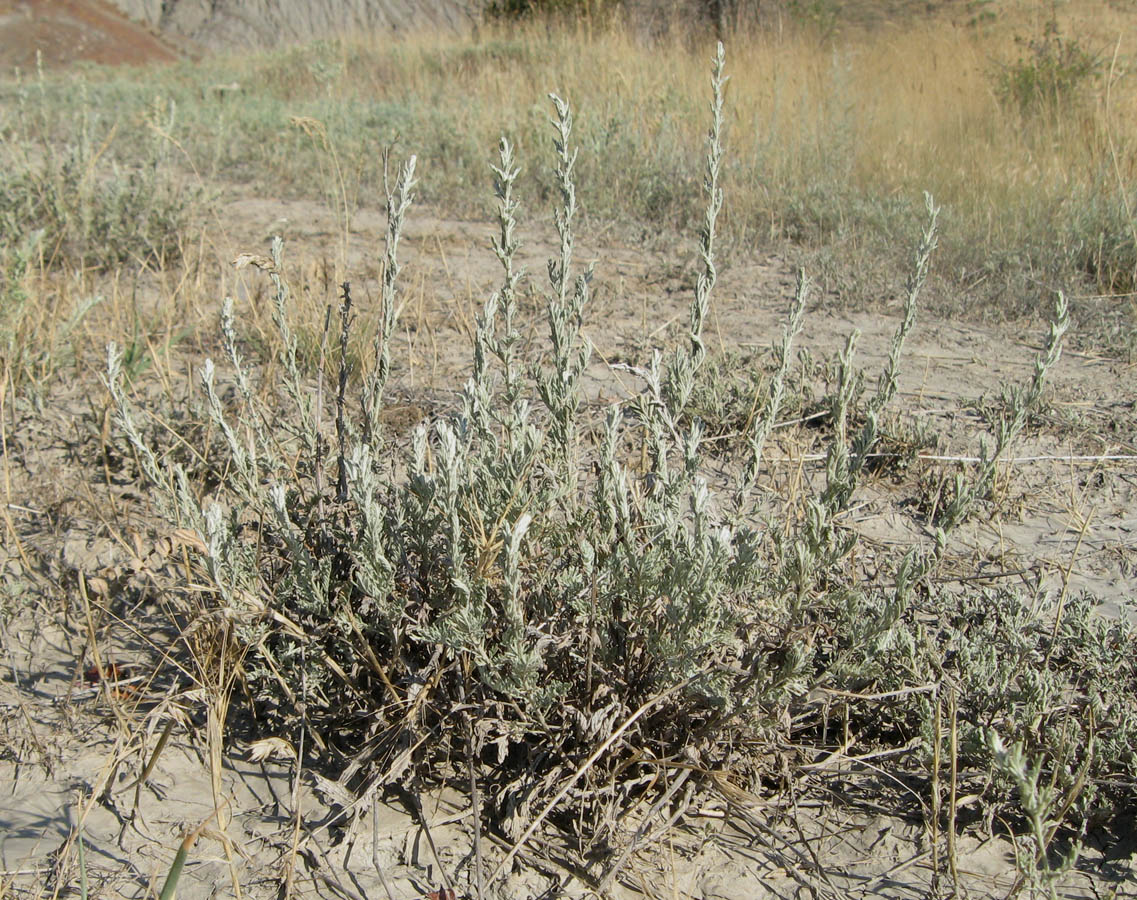 Изображение особи Artemisia lercheana.