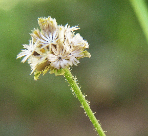 Image of Galinsoga parviflora specimen.