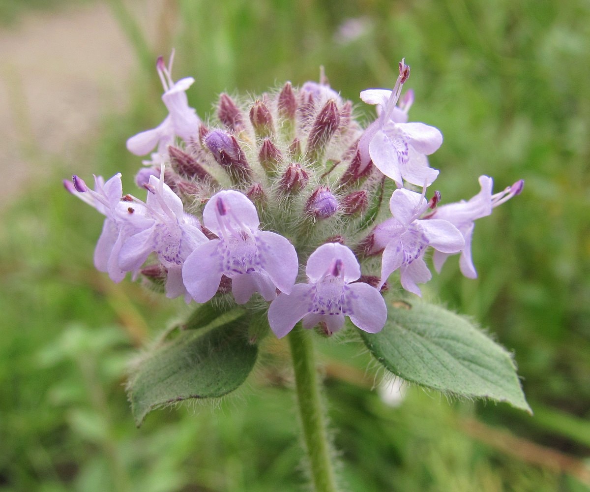 Image of Ziziphora clinopodioides specimen.