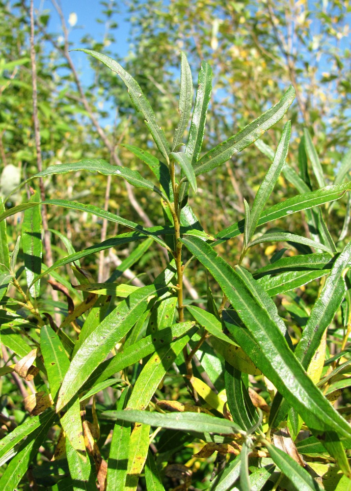 Image of Salix viminalis specimen.