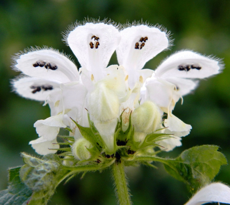 Image of Lamium album specimen.