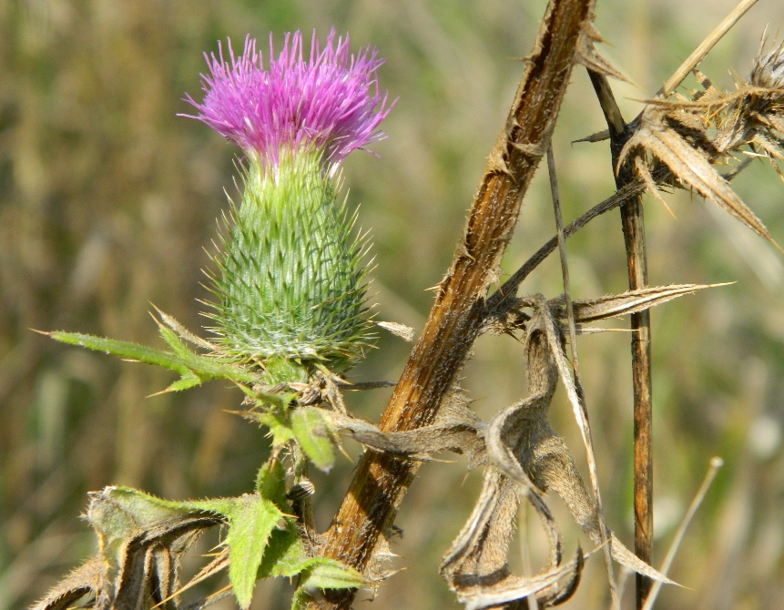 Изображение особи Cirsium vulgare.