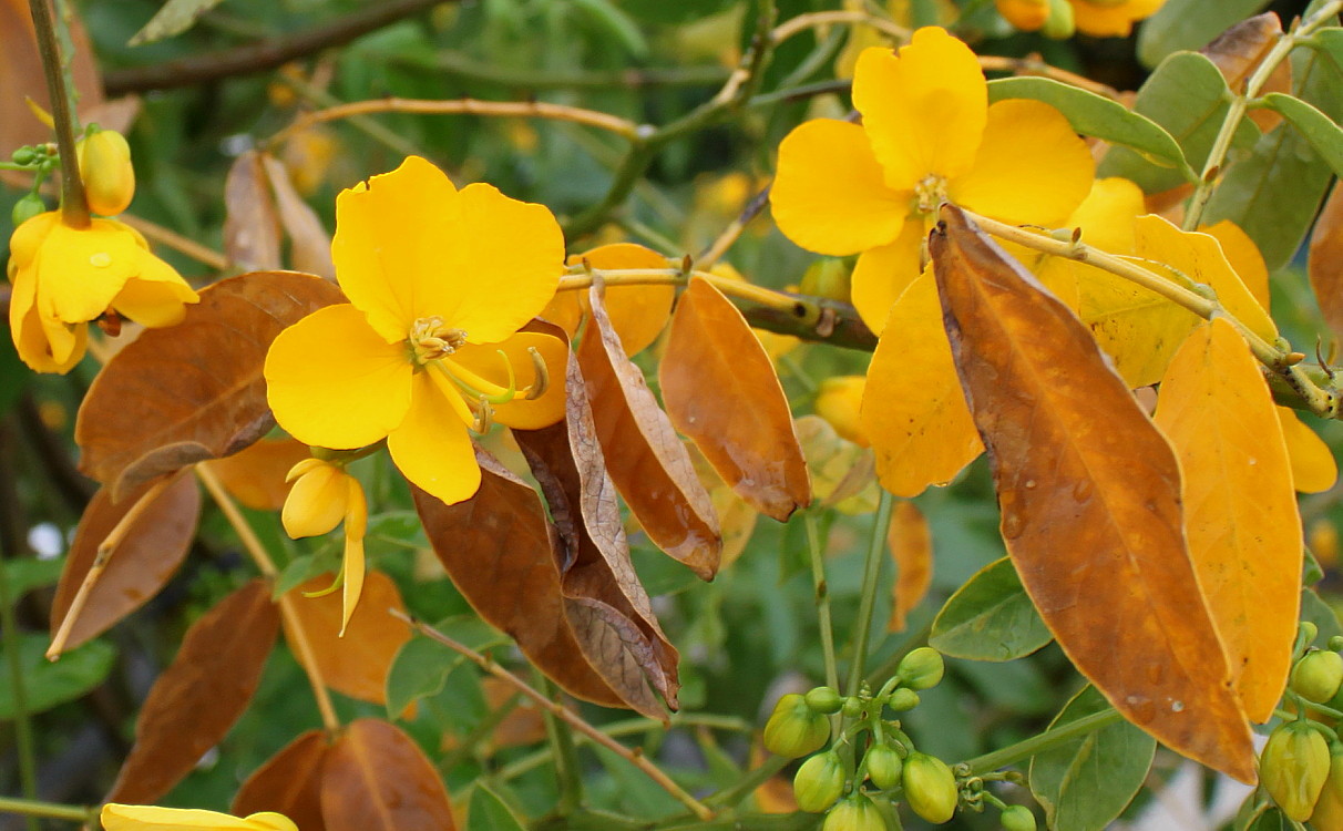 Изображение особи Senna &times; floribunda.