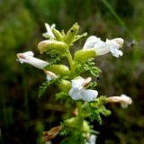 Pedicularis palustris