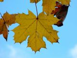 Acer platanoides