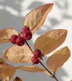 Symphoricarpos &times; doorenbosii