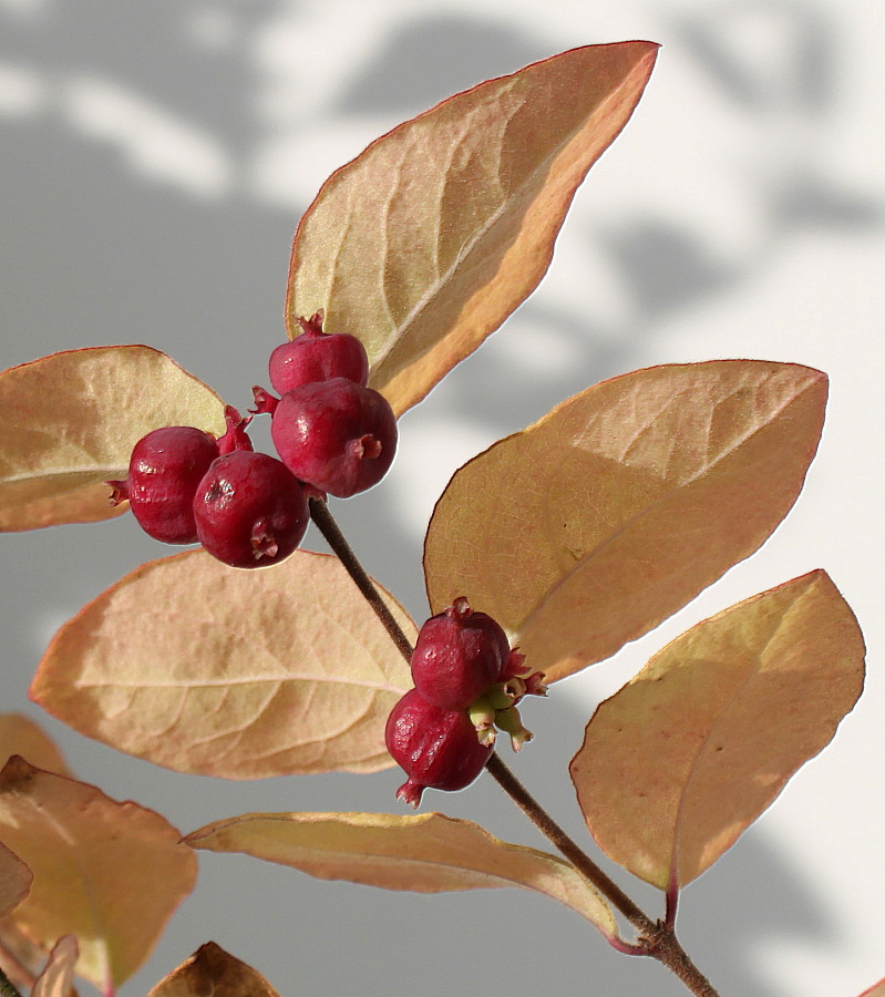 Изображение особи Symphoricarpos &times; doorenbosii.