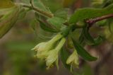 Lonicera edulis