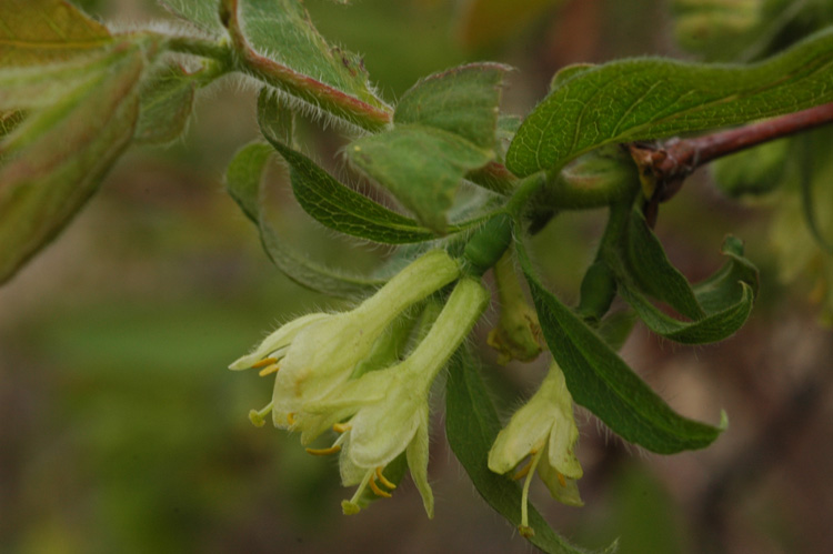 Image of Lonicera edulis specimen.