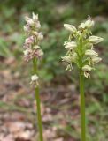 Orchis galilaea. Соцветие. Israel, Mount Carmel. 01.03.2006.