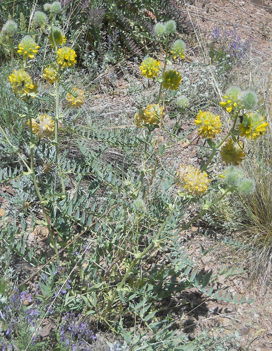 Image of Astragalus finitimus specimen.