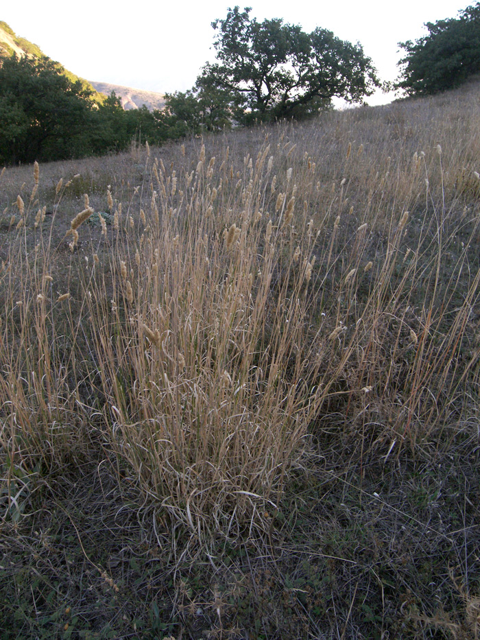 Image of Phalaris aquatica specimen.