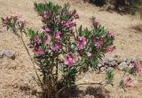 Nerium oleander. Цветущее растение. Греция, Дельфы, сухой склон. 09.06.2009.