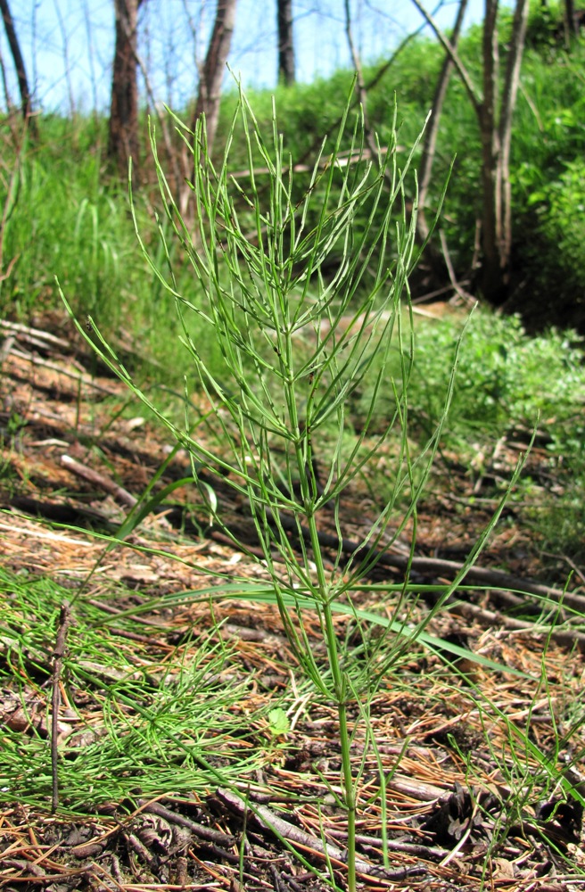 Изображение особи Equisetum arvense.