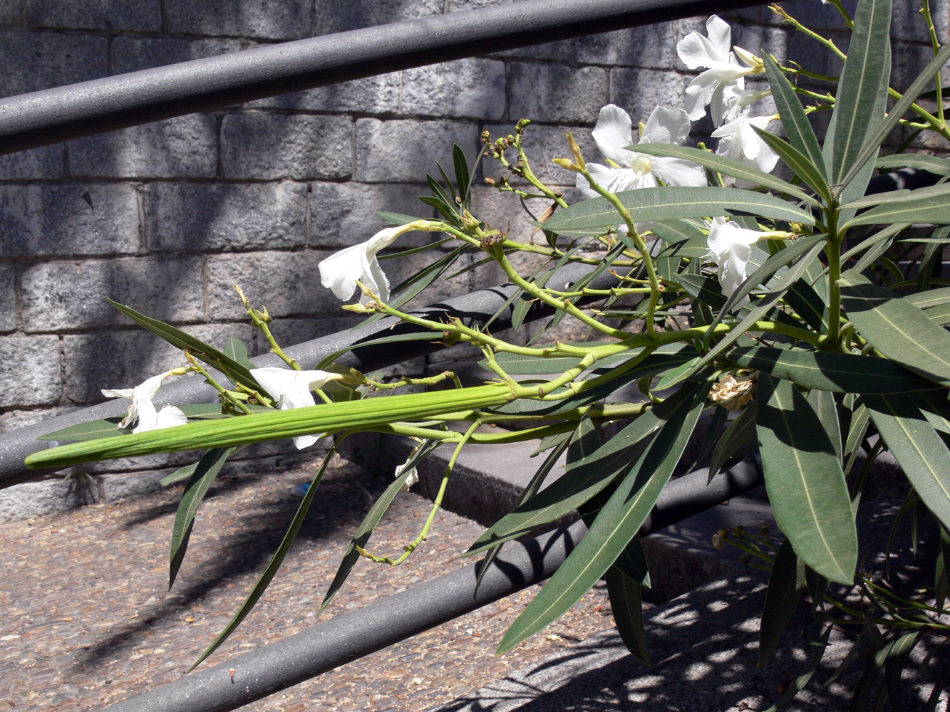 Image of Nerium oleander specimen.