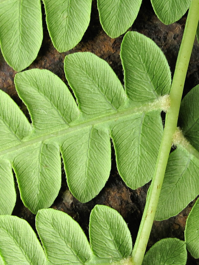 Изображение особи Osmundastrum asiaticum.