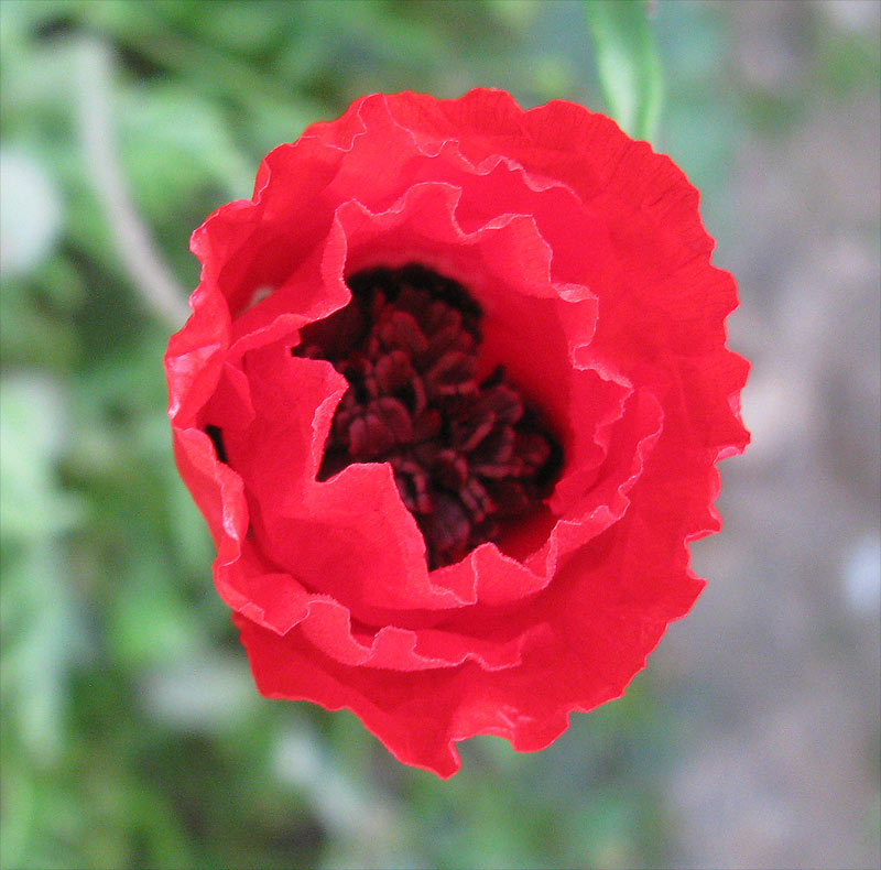 Изображение особи Papaver umbonatum.