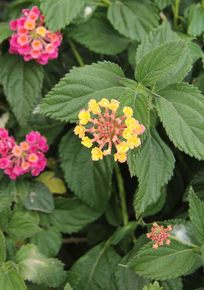 Изображение особи Lantana camara.