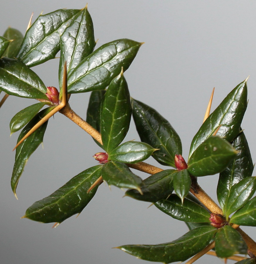 Image of Berberis candidula specimen.