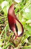 Arum orientale