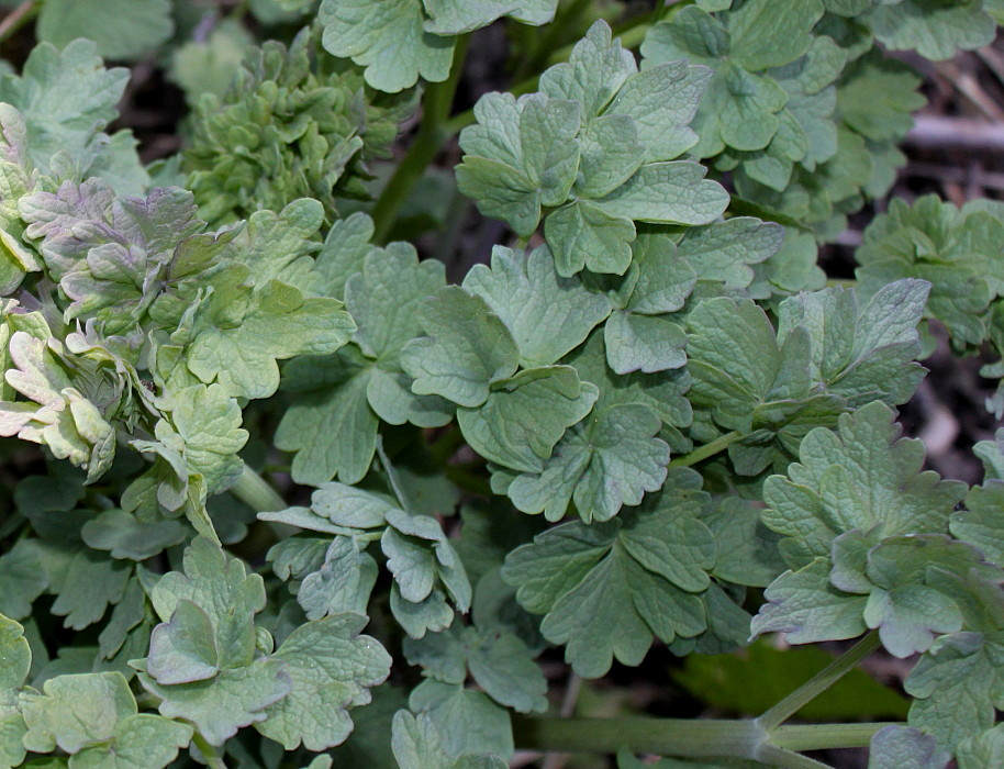 Image of Thalictrum speciosissimum specimen.