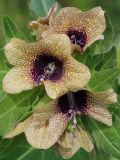 Hyoscyamus niger. Цветки. Ростовская обл., Неклиновский р-н, Носовское с/п, балка Камышовая. 15.05.2013.