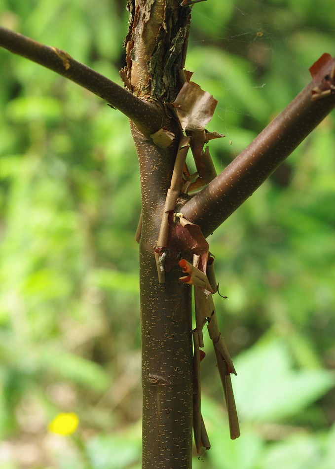 Image of Acer griseum specimen.