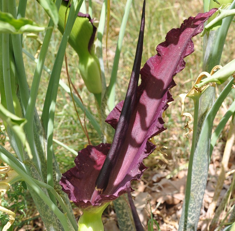 Изображение особи Dracunculus vulgaris.