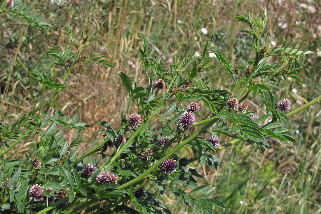 Image of Glycyrrhiza echinata specimen.