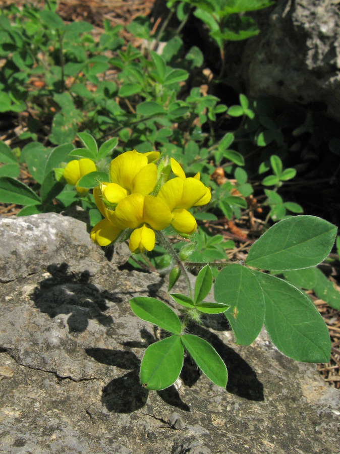 Изображение особи Argyrolobium biebersteinii.