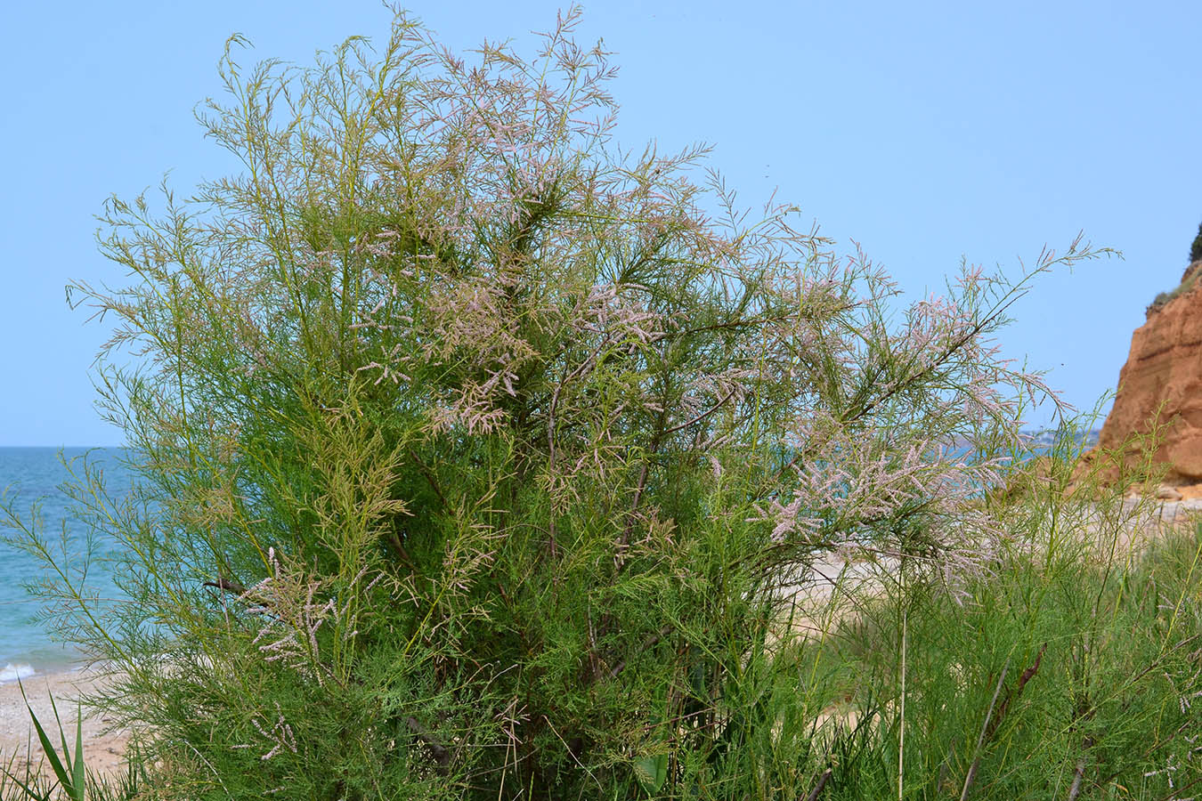 Image of Tamarix ramosissima specimen.