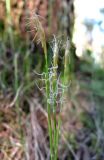 Carex alba. Соцветия. Архангельская обл., Пинежский р-н, юго-восточные окр. Пинежского заповедника, лес вблизи карстовой реки и дороги. 28.05.2013.