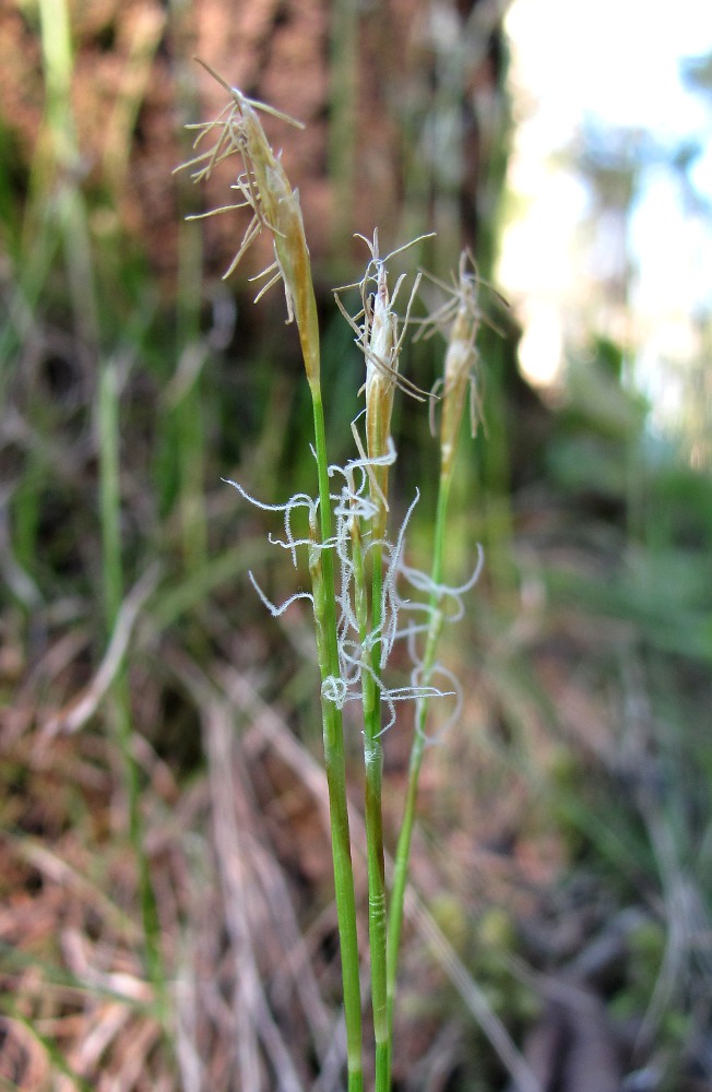 Image of Carex alba specimen.