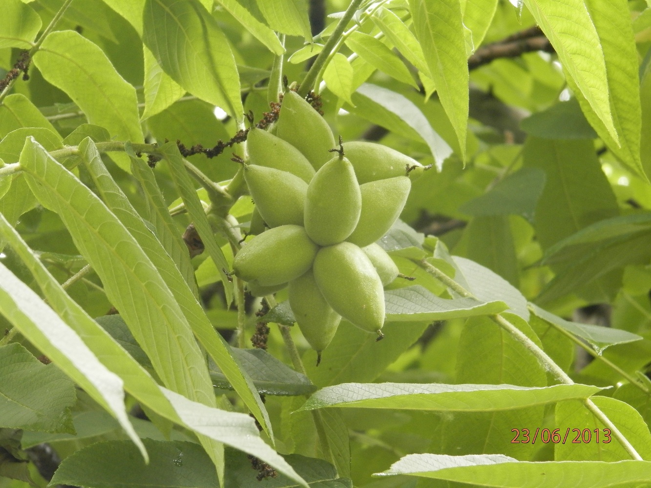Изображение особи Juglans mandshurica.