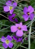 Aubrieta &times; cultorum