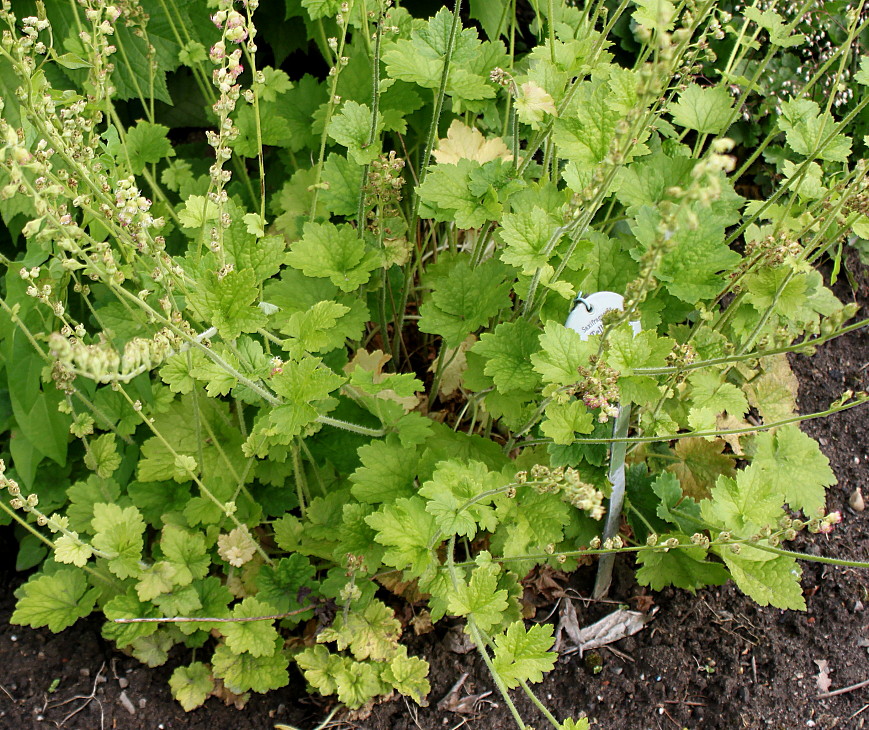 Изображение особи Tellima grandiflora.