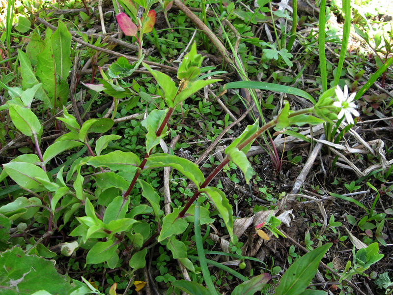 Image of Myosoton aquaticum specimen.