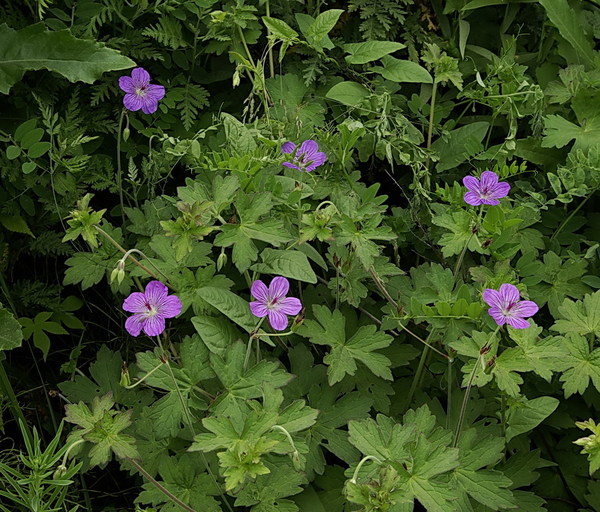 Изображение особи Geranium maximowiczii.