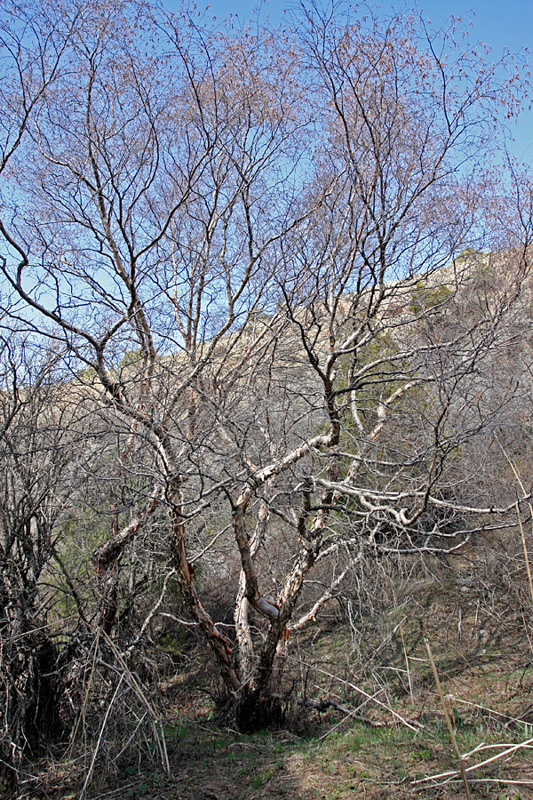 Изображение особи Betula turkestanica.