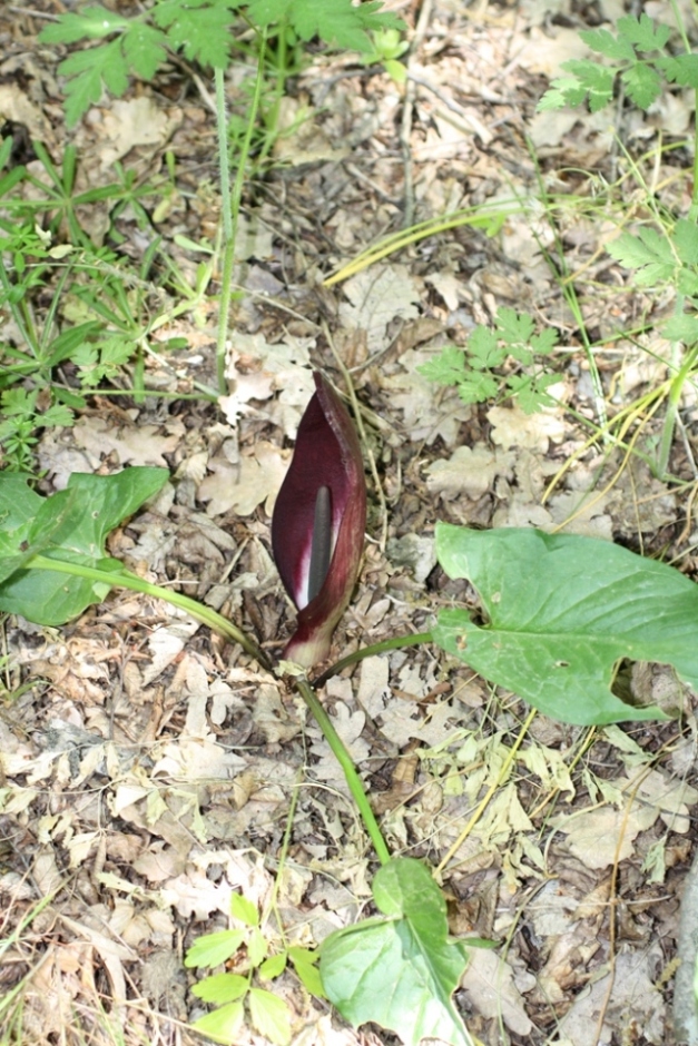 Изображение особи Arum elongatum.